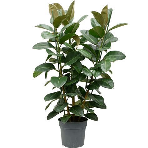 Rent The Ficus Elastica Robusta Bush Xl Leafy Life Dark Green