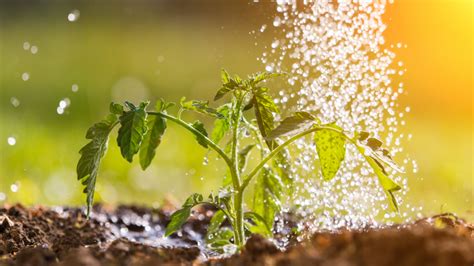 Sustainable Ways To Irrigate Your Plants Peter Greenfield