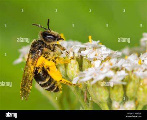 Yellow Legged Mining Bee Andrena Flavipes Female Foraging On Stock