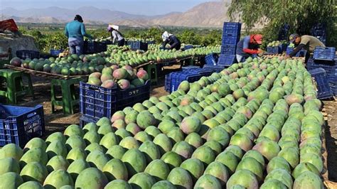 Mango Fruit Mango Juice Agriculture Mangoes Harvest Australian