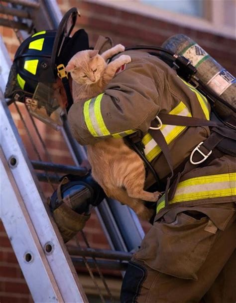 Firefighters Rescuing Animals Will Get Your Right In The Feelings