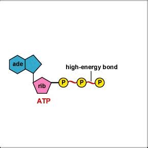 Animation Of Hydrolysis Of Atp