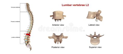 Lumbar vertebrae L4 stock illustration. Illustration of spine - 78412758