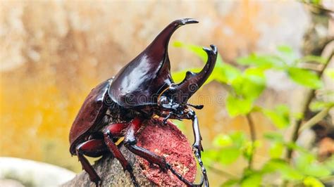 The Rhinoceros Beetle or Hercules Beetle is the Strongest Beetle of Its ...