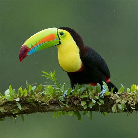 Nature Is Amazing ☘️ On Twitter Keel Billed Toucan And Toco Toucan