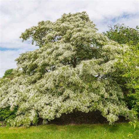 Chinese Fringe Tree For Sale Fast Growing