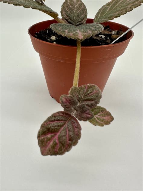 Kee Wee Live Episcia 4 Heavenly Creation Nursery