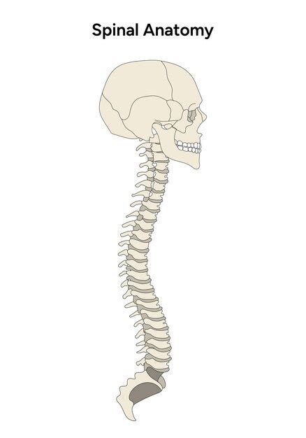 Premium Vector Whole Spinal Anatomy With Skull Illustration In Vector