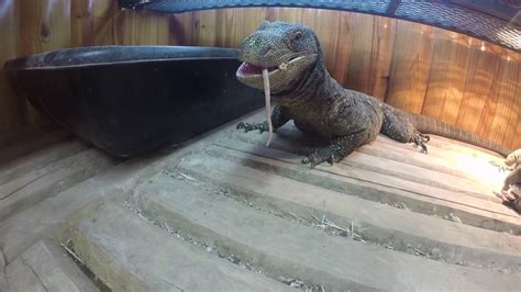 Crocodile Monitor Lizards Feeding On Rats Youtube