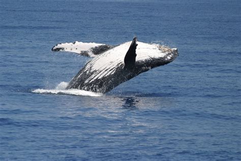 Maui Whale Watch Guide Humpback Migration Hawaii Ocean Project