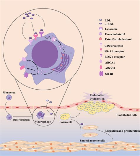 Vascular Smooth Muscle Cell Phenotypic Conversion In Atherosclerosis