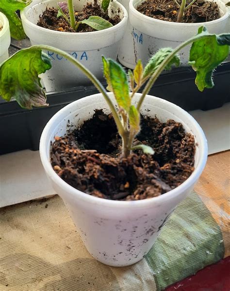 Deformed Tomato plants... : r/gardening