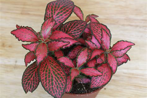 Nerve Plant Care Light Fittonia Plant Care Learn How To Grow