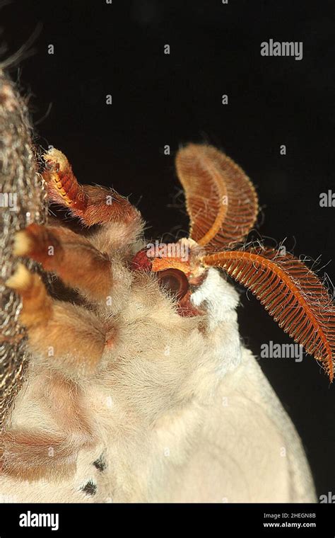 Emperor Gum Moth Opodiphthera Eucalypti Emerging From Cocoon Stock