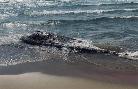 Roma Trovato Cadavere Di Una Donna Sulla Spiaggia Di Fiumicino