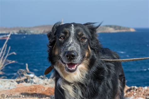 Rudy – 6-7 year old male Border Collie Cross dog for adoption