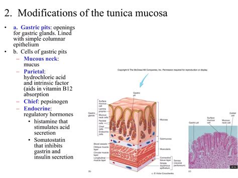 Digestive Systemppt