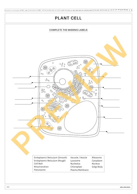BUNDLE - Animal & Plant Cell Diagram and Differentiated Worksheets - Science Educational