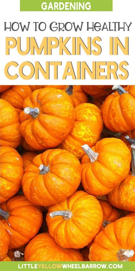 How to Grow Pumpkins in Containers: Small Space Gardening