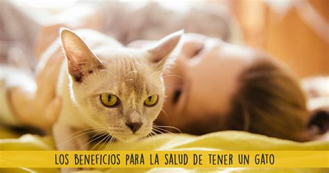 Los beneficios para la salud de tener un gato cómo los gatos mejoran