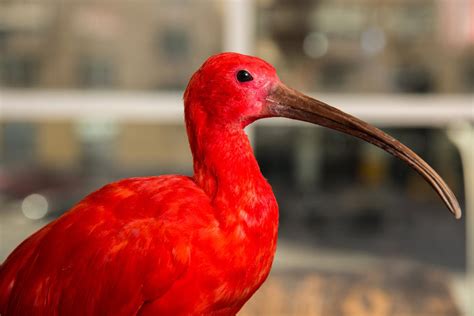 30 Animais do MANGUEZAL Características FOTOS