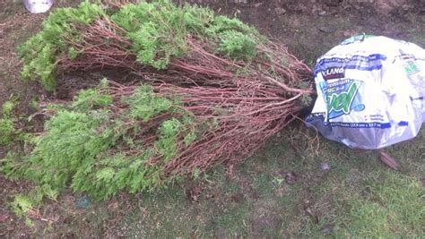 Landscape Arborvitae To Bonsai First Styling Bonsaiko