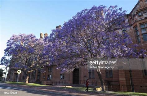 Jacaranda University Of Sydney Photos And Premium High Res Pictures