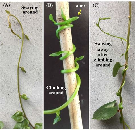 Climbing Stem