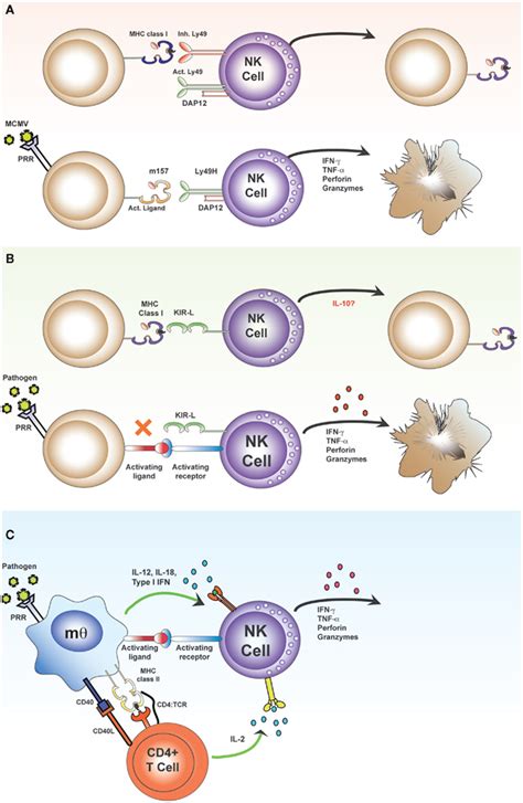 Frontiers Activation Of Natural Killer Cells During Microbial Infections