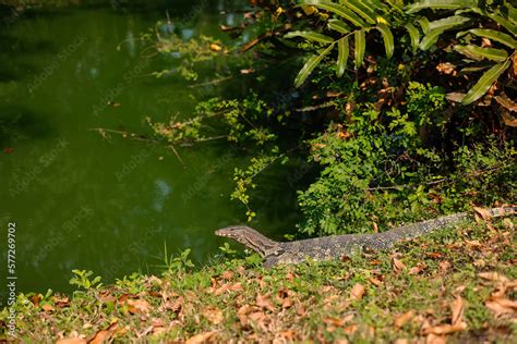 Foto De Asian Water Monitor Varanus Salvator Also Common Water