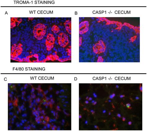 C57bl6 Wt N 5 Ac Or Caspase 1−− N 5 Bd Mice Were