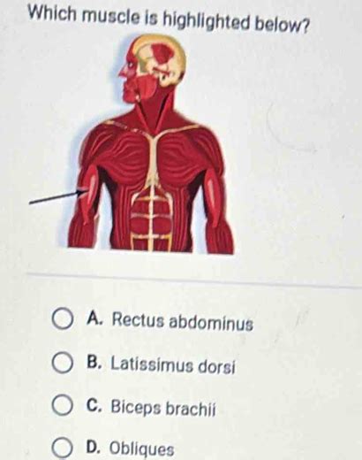 Solved Which Muscle Is Highlighted Below A Rectus Abdominus B