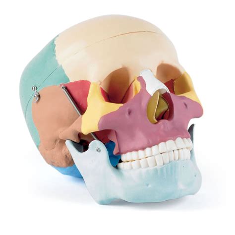 Lifesize Human Skull with Coloured Bones | Health and Care