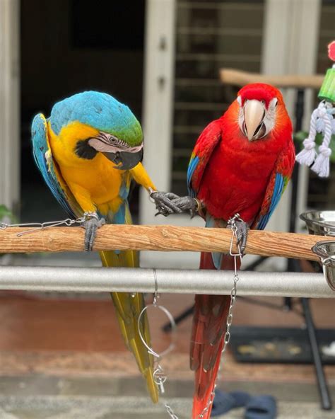 Macaw Parrots For Sale Global Exotic Parrots Farm