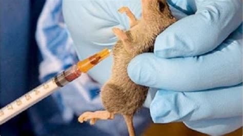 Nigeria Battles Lassa Fever Spike As Edo Ondo Record New Cases The Whistler Newspaper