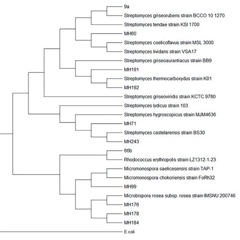 Molecular Phylogenetic Analysis Of Actinobacteria Isolates Based On