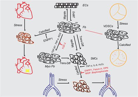 Roles Of Fibroblasts In Cardiac And Vascular Calcification Schematic