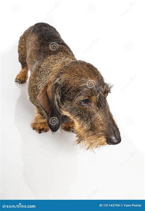 Curious Wiener Dog Stock Photo Image Of Mammal Doggy 131143794