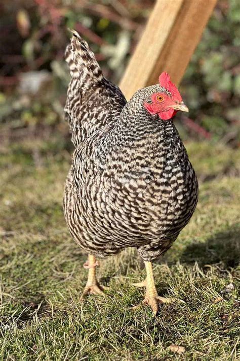 Dominique Chicken: Eggs, Height, Size and Raising Tips