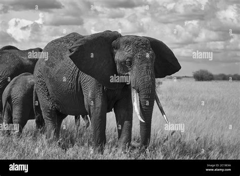 Elephant Baby Amboseli Big Five Safari Baby African Bush Elephant