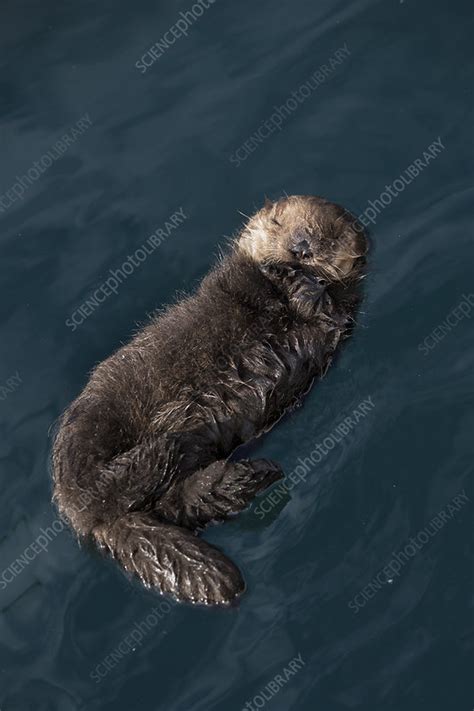 Sea otter pup sleeping - Stock Image - C046/4039 - Science Photo Library