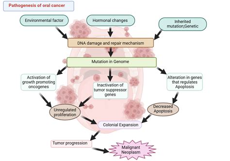 Pathogenesis Of Oral Cancer Biorender Science Templates