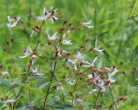 Gillenia Trifoliata Bowman S Root A Cultivated Art Inc