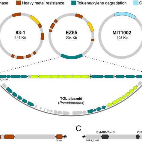 Structural Diversity Of Plasmids In Alteromonas Macleodii A