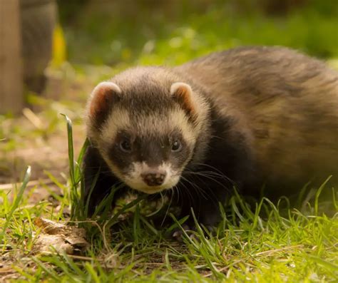 Angora Ferret Facts for Kids - KonnectHQ