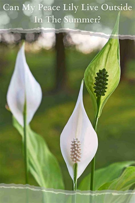 Can My Peace Lily Live Outside In The Summer? - Perfect Peace Lily