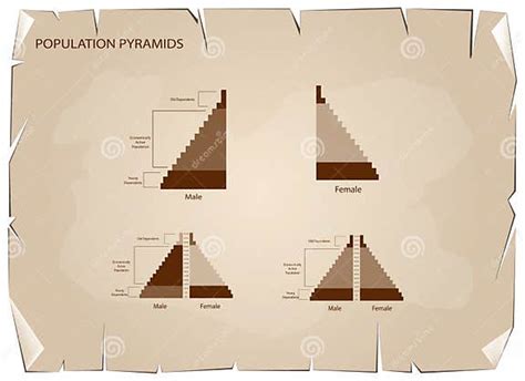 Detail Of Population Pyramids Graphs Depend On Old Paper Background Stock Vector Illustration