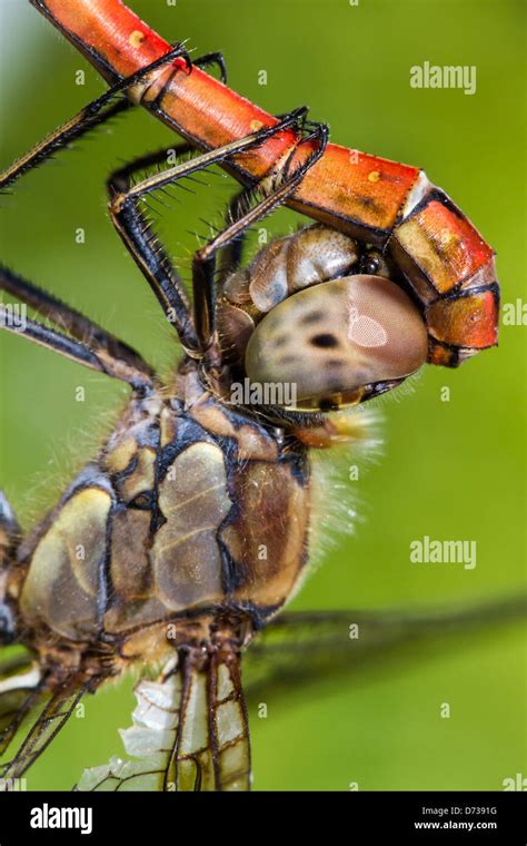 Dragonfly Mating Stock Photo Alamy