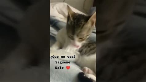 Soy Nueva Y Vengo A Traerte Muchos Videos De Gatitos Gatos Gato