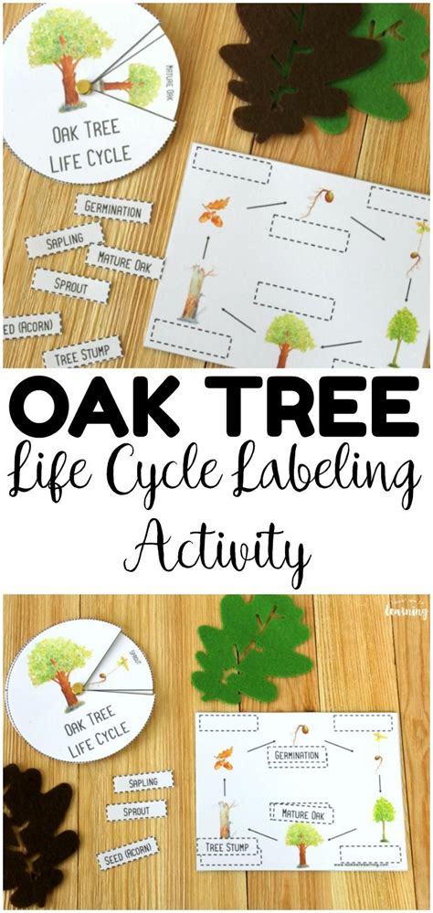 Oak Tree Cycle